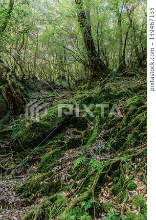 The forests of Yakushima Island unfold a fantastical world of moss. The forests of Yakushima Island unfold a fantastical world of moss. 139467135