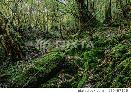 漫步屋久島苔蘚覆蓋的森林，體驗其自然之美。 139467136