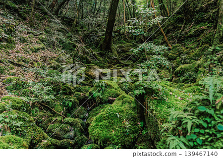 一片苔蘚覆蓋的森林，讓你感受到屋久島的勃勃生機 139467140