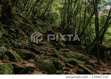 The mossy scenery of Yakushima Island offers a sense of peace and tranquility. The mossy scenery of Yakushima Island offers a sense of peace and tranquility. 139467142