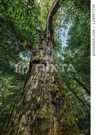 屋久島七棵杉樹矗立在長滿苔蘚的森林中，景色迷人。 139467156