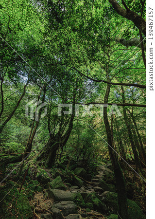 屋久島，籠罩著神秘的面紗：苔蘚覆蓋的森林 139467157