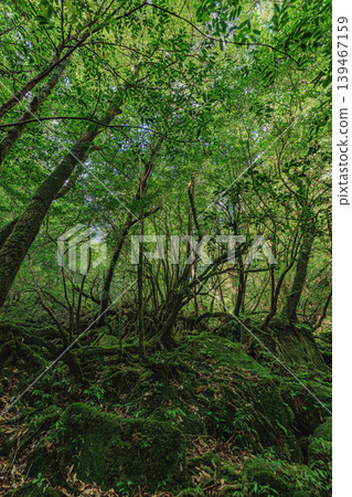 在屋久島茂密森林中,苔蘚覆蓋的世界生氣勃勃。 在屋久島茂密森林中,苔蘚覆蓋的世界生氣勃勃。 139467159