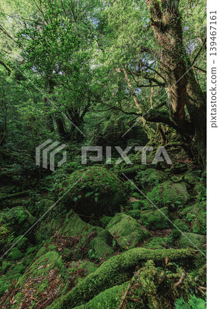 穿越屋久島鬱鬱蔥蔥、苔蘚覆蓋的森林的健行路線。 139467161