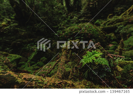 屋久島白谷雲水峽，一片苔蘚覆蓋的天堂 139467165