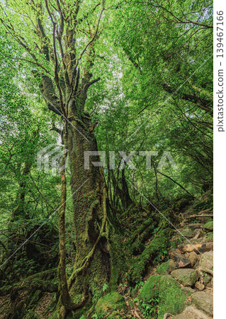 屋久島白谷雲水峽的苔蘚森林風光 139467166