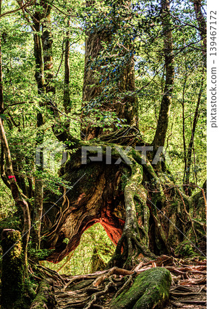 The ancient cedar trees of Yakushima, marking the passage of time. The ancient cedar trees of Yakushima, marking the passage of time. 139467172