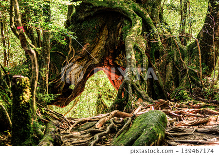 The scenery of the Kuguri Cedar in Shiratani Unsuikyo Gorge, a World Natural Heritage site in Yakushima. 139467174