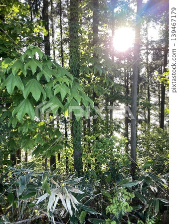 Light filtering into the forest on a sunny afternoon Light filtering into the forest on a sunny afternoon 139467179