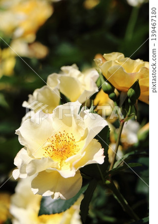 Close-up of a pale yellow rose Close-up of a pale yellow rose 139467180