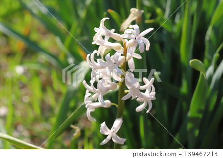 The extremely pale pink flowers of the wild hyacinth species bloom in the spring fields. 139467213