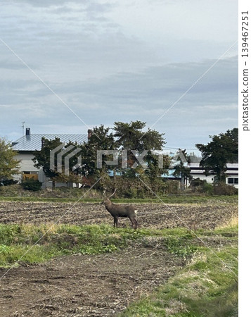 Ezo deer spotted in farmland: Wildlife in Asahikawa, Hokkaido Ezo deer spotted in farmland: Wildlife in Asahikawa, Hokkaido 139467251