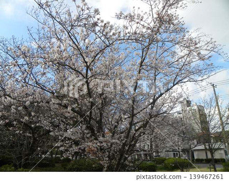 Cherry blossoms in full bloom in front of Takasu Sports Center (Somei Yoshino variety) Cherry blossoms in full bloom in front of Takasu Sports Center (Somei Yoshino variety) 139467261