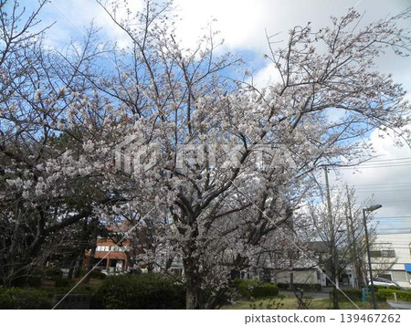 Cherry blossoms in full bloom in front of Takasu Sports Center (Somei Yoshino variety) Cherry blossoms in full bloom in front of Takasu Sports Center (Somei Yoshino variety) 139467262
