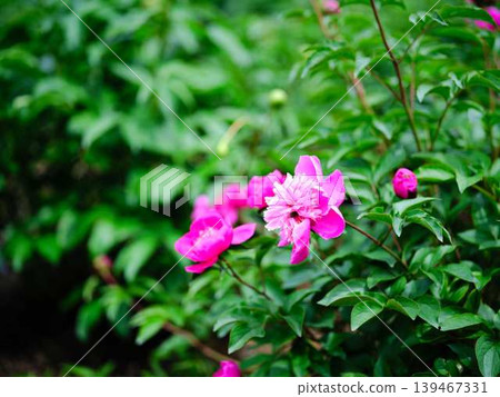 Peony Peony 139467331