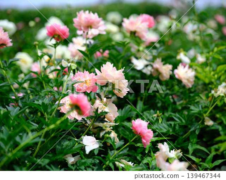 Peony Peony 139467344