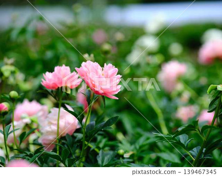 Peony Peony 139467345