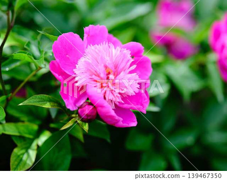 Peony Peony 139467350