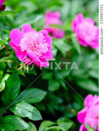 Peony Peony 139467351