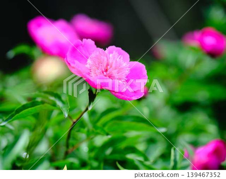 Peony 139467352