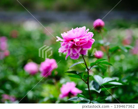 Peony Peony 139467362