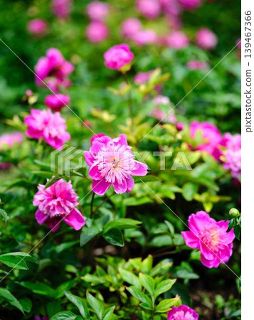 Peony 139467366