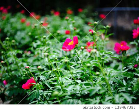 Peony Peony 139467385