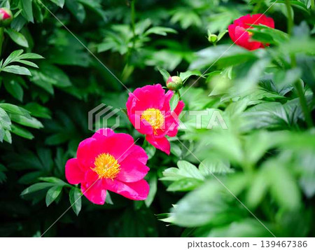 Peony Peony 139467386