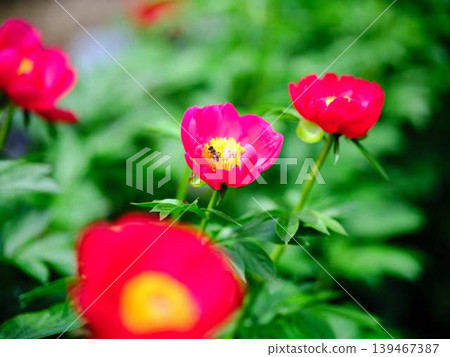 Peony Peony 139467387