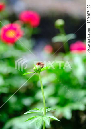Peony Peony 139467402