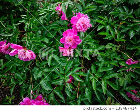 Peony Peony 139467414