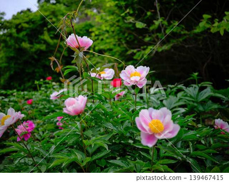 Peony 139467415