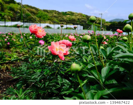 Peony Peony 139467422
