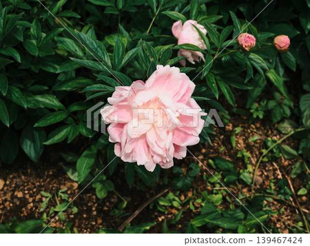 Peony Peony 139467424