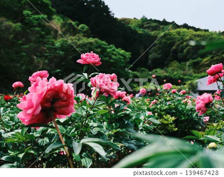 Peony Peony 139467428