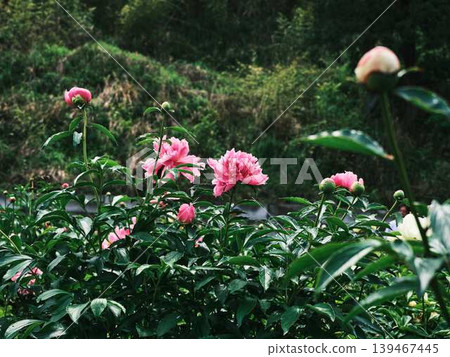 Peony Peony 139467445