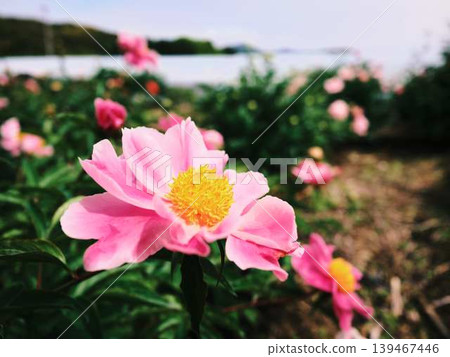 Peony Peony 139467446