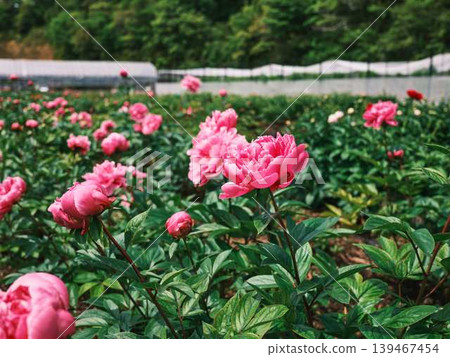 Peony 139467454