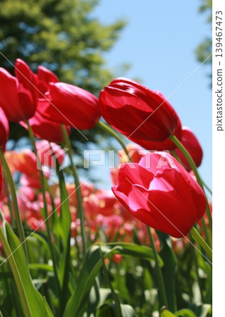 Tulip 139467473