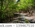 Fresh green forest road 139467510