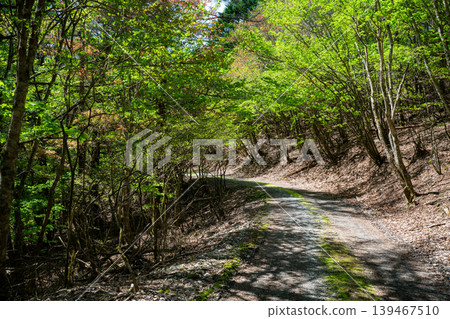 Fresh green forest road Fresh green forest road 139467510