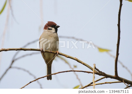 A sparrow perched on a tree branch A sparrow perched on a tree branch 139467511