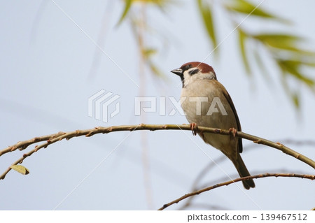 Sparrow that fits in branches Sparrow that fits in branches 139467512