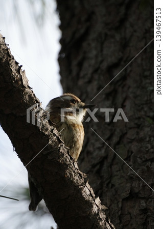 Japanese pygmy woodpecker perching on a branch Japanese pygmy woodpecker perching on a branch 139467513