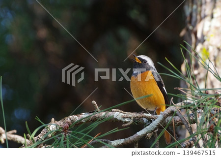 Yobitaki sticking to branches Yobitaki sticking to branches 139467515