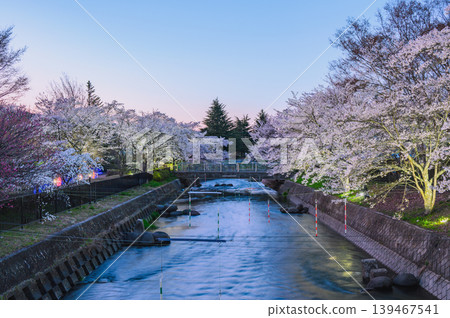 [Akashina Ryumonbuchi Cherry Blossom Festival] Maekawa River and Magic Hour [Akashina, Azumino City] 139467541