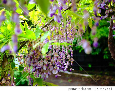 紫藤花在微風中搖曳 紫藤花在微風中搖曳 139467551