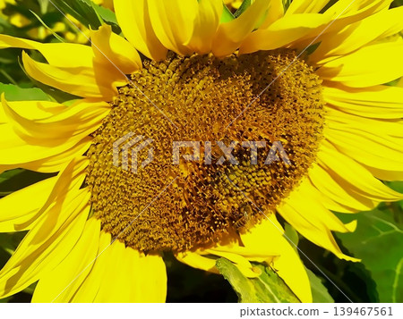 Sunflower close-up Sunflower close-up 139467561