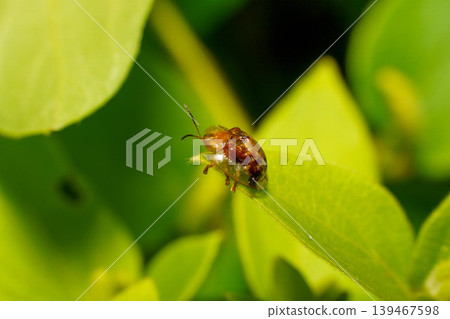 Leafworms resting on leaves Leafworms resting on leaves 139467598