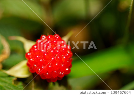 Bright red wild strawberries Bright red wild strawberries 139467604